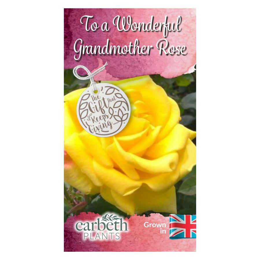 To a Wonderful Grandmother Rose Bush Gift Wrapped To a Wonderful Grandmother Rose Bush Gift Wrapped image2 2