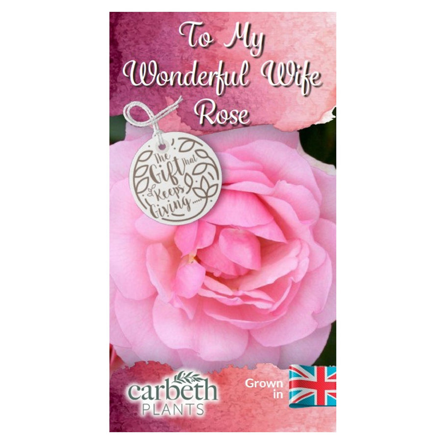 To My Wonderful Wife Rose Bush Gift Wrapped To My Wonderful Wife Rose Bush Gift Wrapped image3 3