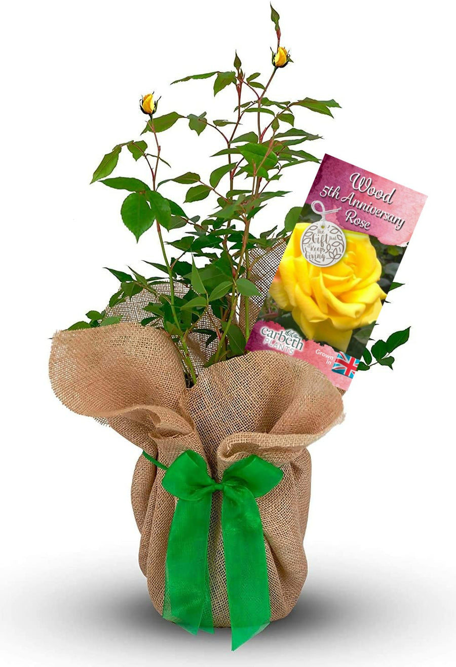 Wood 5th Wedding Anniversary Rose Bush Gift Wrapped wood5throse 1