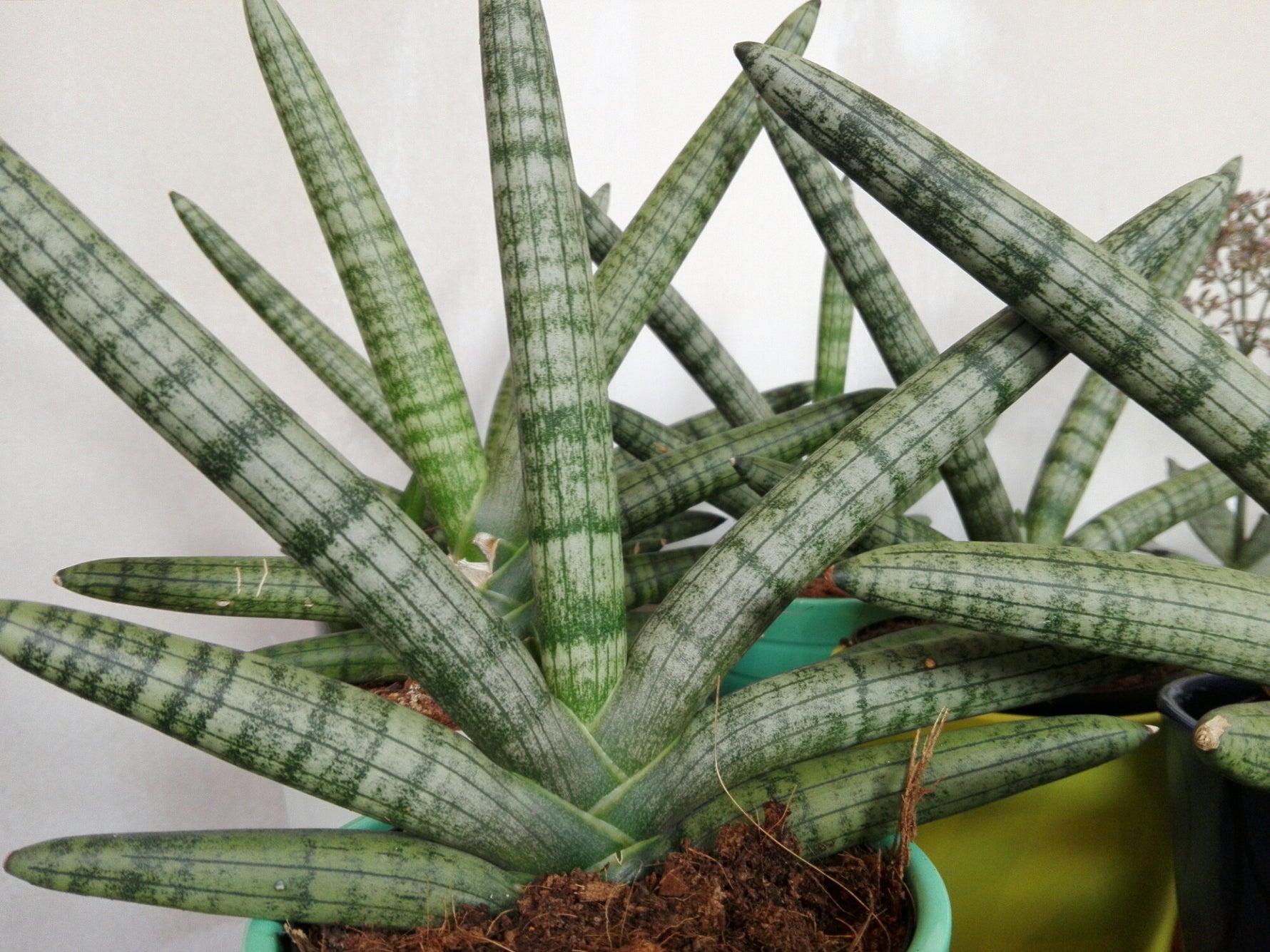 sansevieria cylindrica skyline Sansevieria cylindrica 'Skyline'
