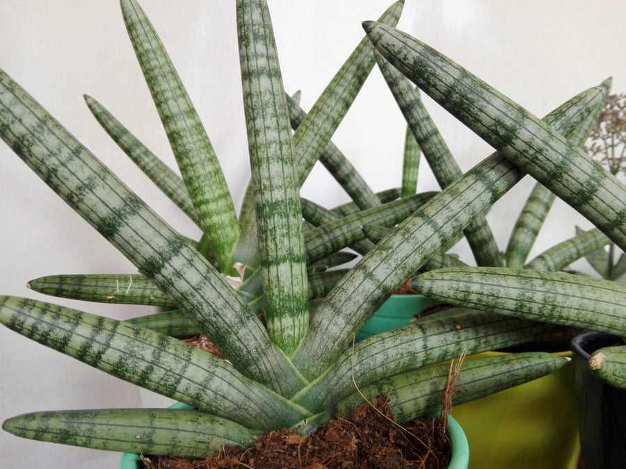 Sansevieria cylindrica 'Skyline' wp-image-230476280jpg 1