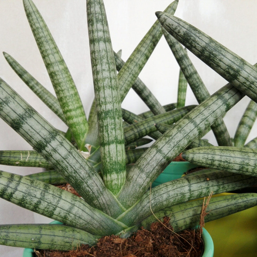 Mini Indoor Plant Mix wp-image-230476280jpg 7