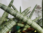 Sansevieria cylindrica 'Skyline' wp-image-56629403jpg-1024x768 4