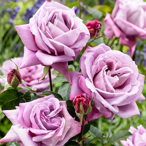 Scented Rose in 2L Tall Rose Pot - (Waltz Time) Scented Rose in 2L Tall Rose Pot - (Waltz Time) image2 2