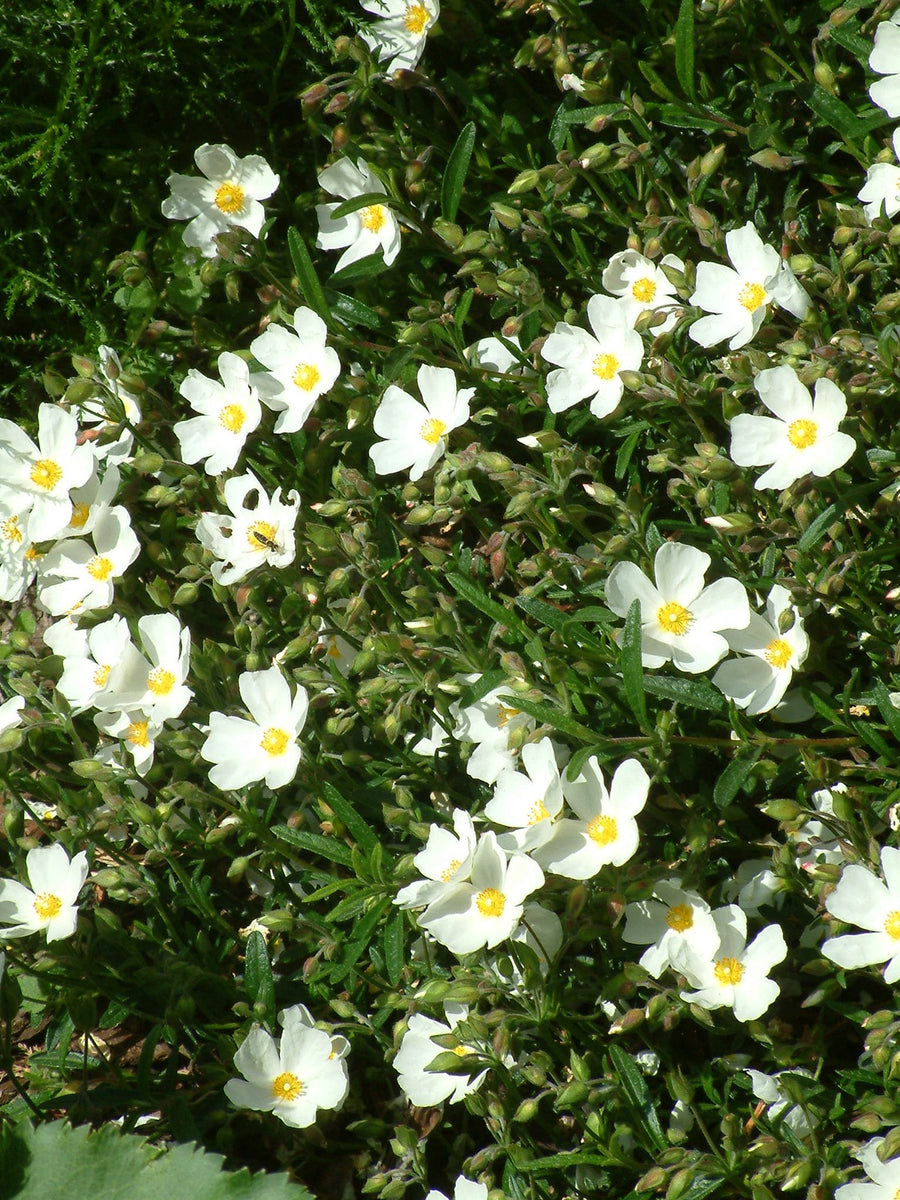 Halimiocistus sahucii - Sahuc Rock Rose 2 x Halimiocistus sahucii (Sahuc Rock Rose) image2 3