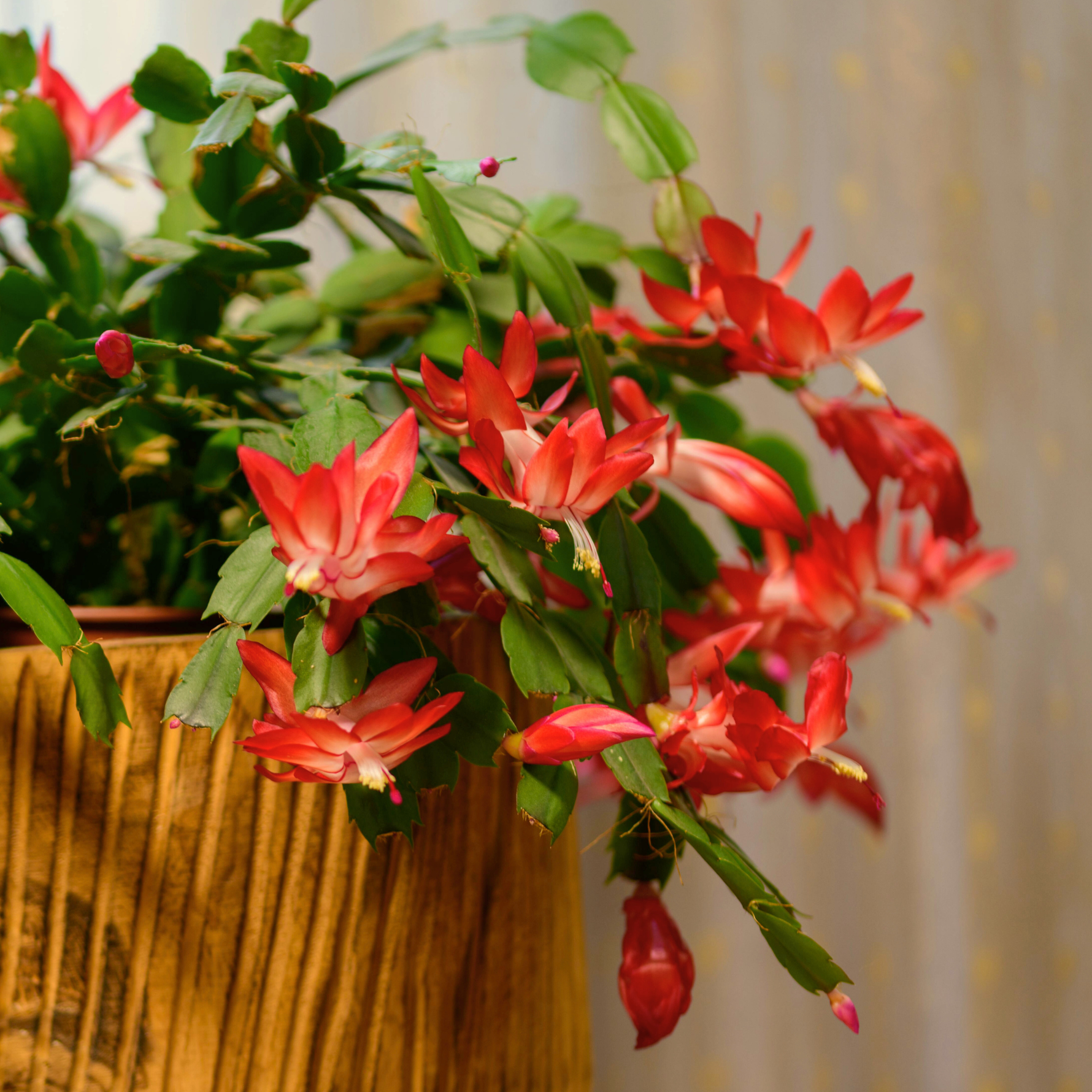 christmas cactus