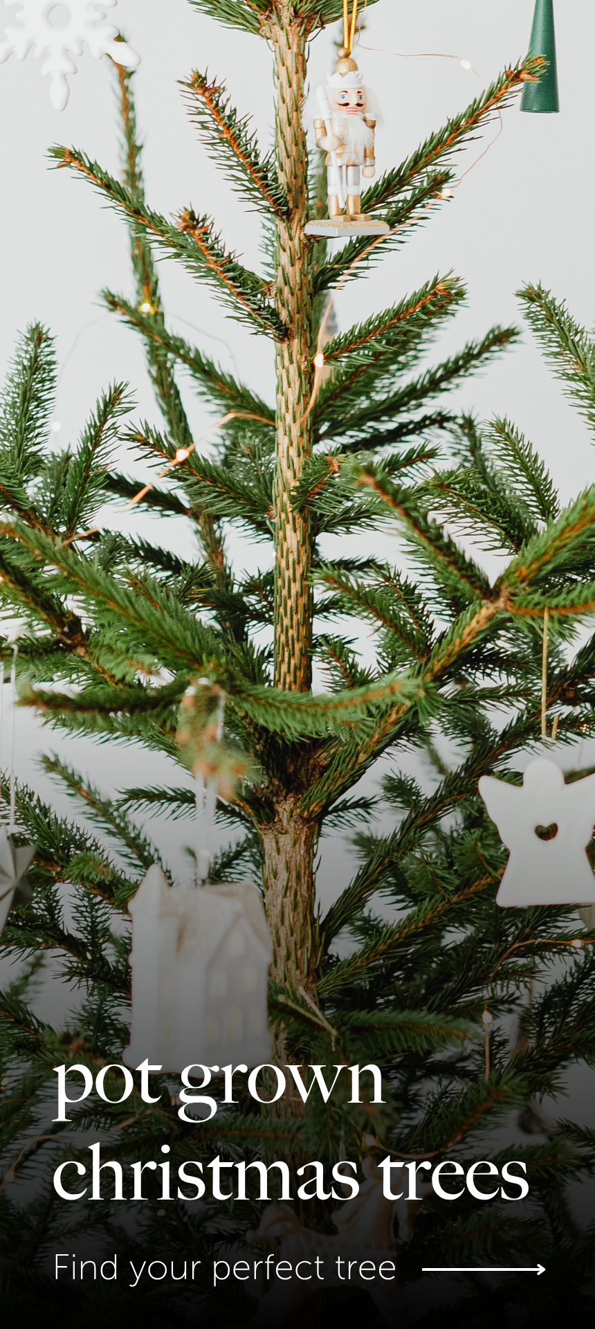 Calathea Leopardina Prayer Plant