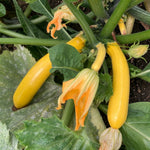 Courgette Atena Polka F1  3