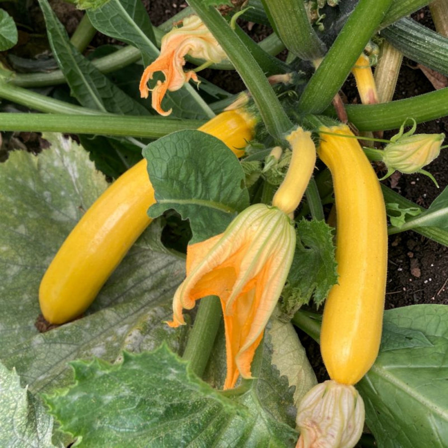 Courgette Atena Polka F1  3