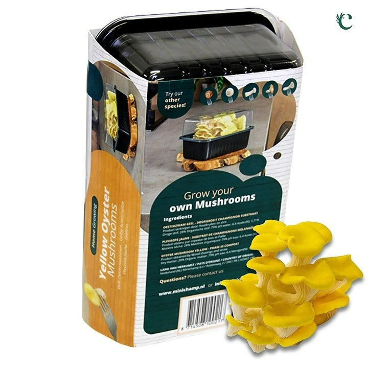 Mushroom Growing Kit Yellow Oyster Mushroom Growing Kit Yellow Oyster image2 2
