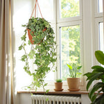 Hedera Ivy Hanging Pot  1