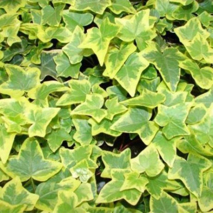 Hedera Ivy Hanging Pot  5