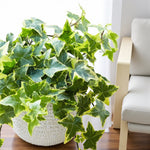 Hedera Ivy Hanging Pot  3