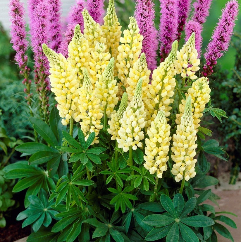 Lupin Perennials Yellow Lupin Perennials 'Yellow' image4 4