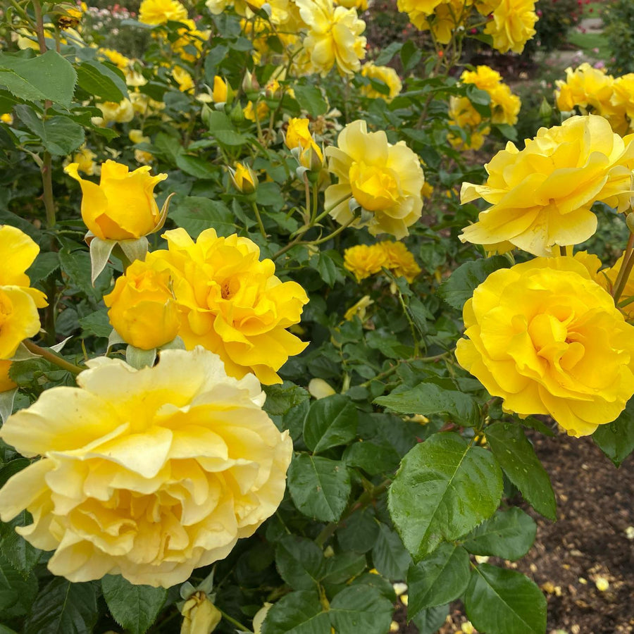 Vibrant Hybrid-Tea Rose Bush  5