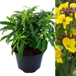 Erysimum 'Yellow Bird' Erysimum 'Yellow Bird' image1 2
