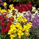 Erysimum Wallflower  11