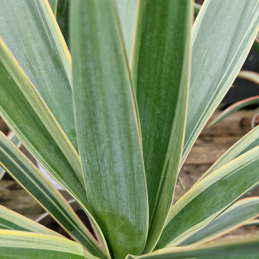 Yucca Variegata yucca 1