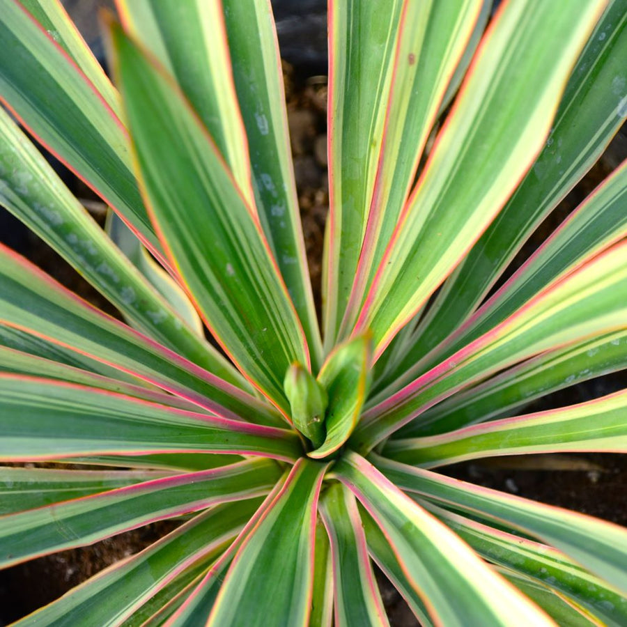 Yucca Variegata yucca1 4