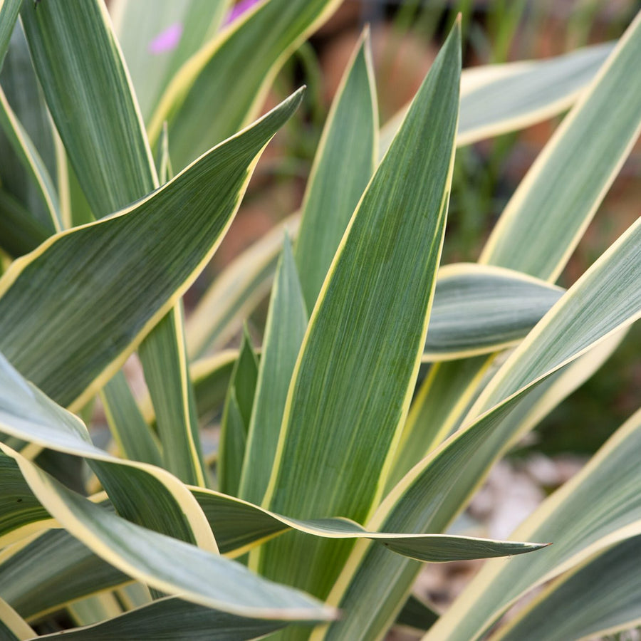 Yucca Variegata yucca2 6