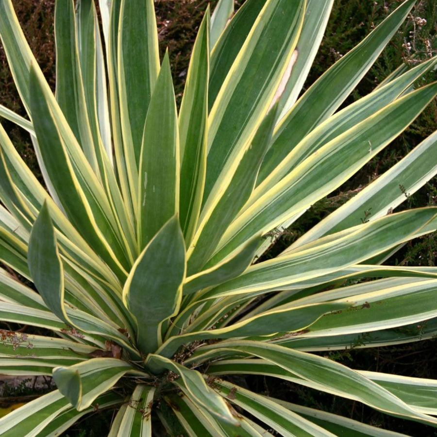 Yucca Variegata yucca3 3