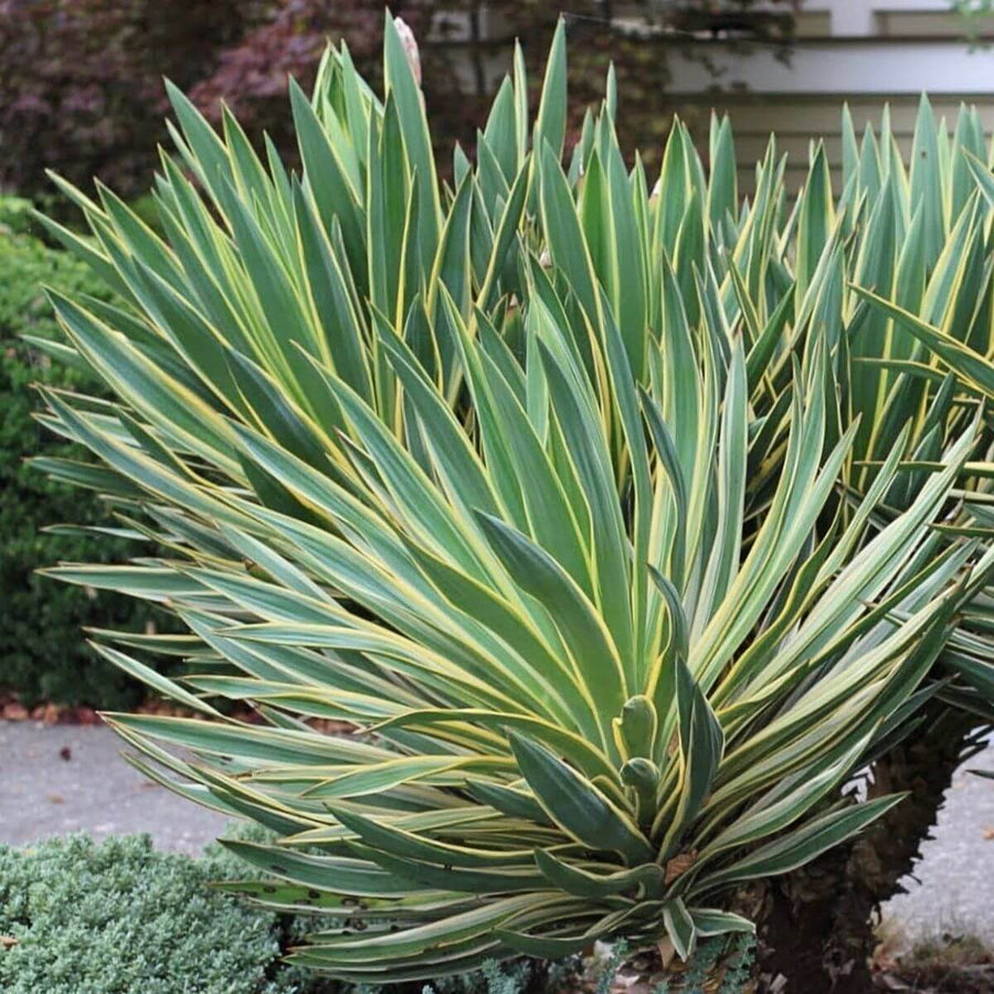 Yucca Variegata yucca4 5