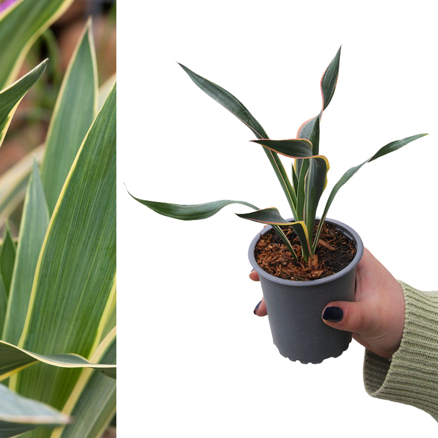 Yucca Variegata yucca5 2