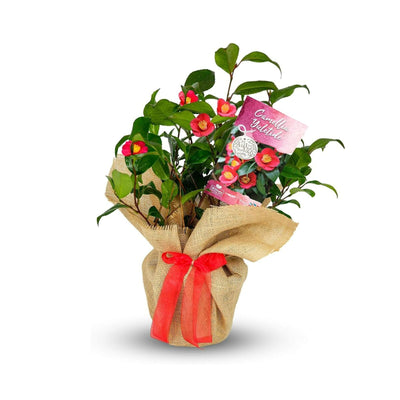 Camellia 'Yuletide' - Gift Wrapped