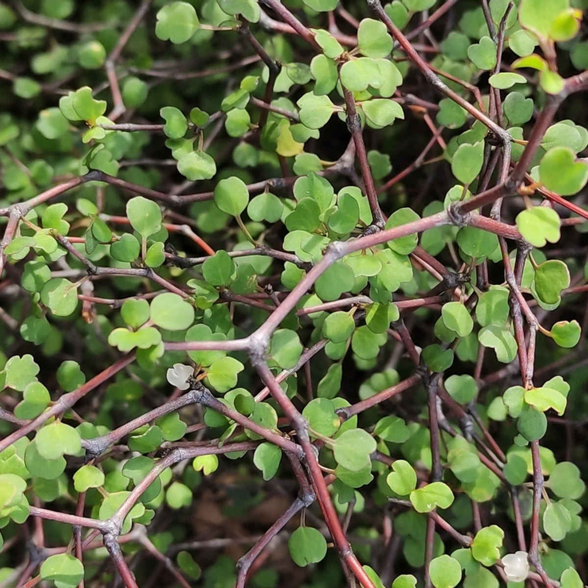 Muehlenbeckia astonii (Wiggy-Wig Bush) Muehlenbeckia astonii (Wiggy-Wig Bush) image3 3