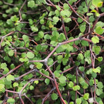 Muehlenbeckia astonii (Wiggy-Wig Bush) Muehlenbeckia astonii (Wiggy-Wig Bush) image3 3