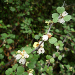 Muehlenbeckia astonii (Wiggy-Wig Bush) Muehlenbeckia astonii (Wiggy-Wig Bush) image4 4