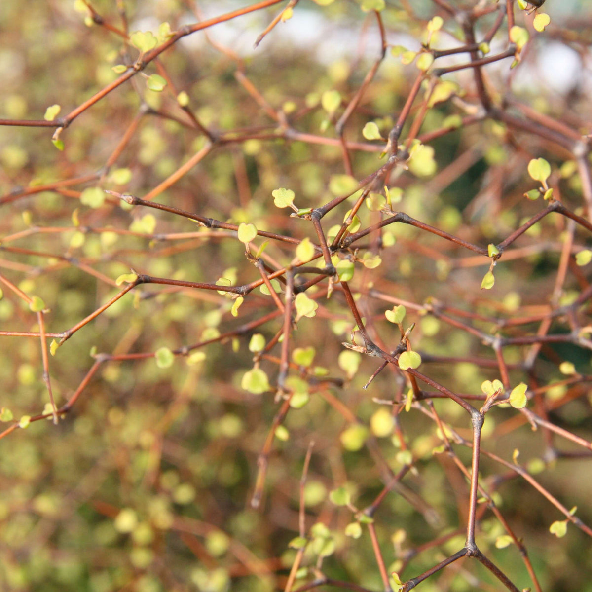 Muehlenbeckia astonii (Wiggy-Wig Bush) Muehlenbeckia astonii (Wiggy-Wig Bush) image2 2