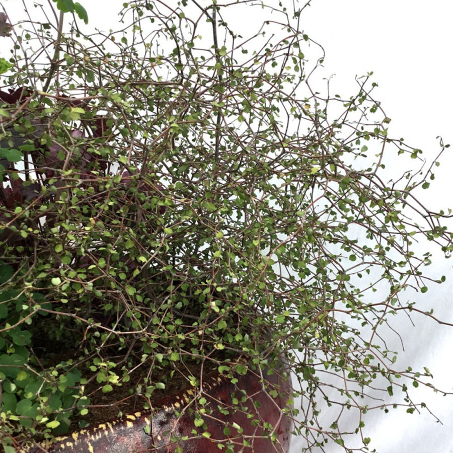 Muehlenbeckia astonii (Wiggy-Wig Bush) Muehlenbeckia astonii (Wiggy-Wig Bush) image1 1