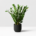 Zamioculcas Zamiifolia 'ZZ' Houseplant  3