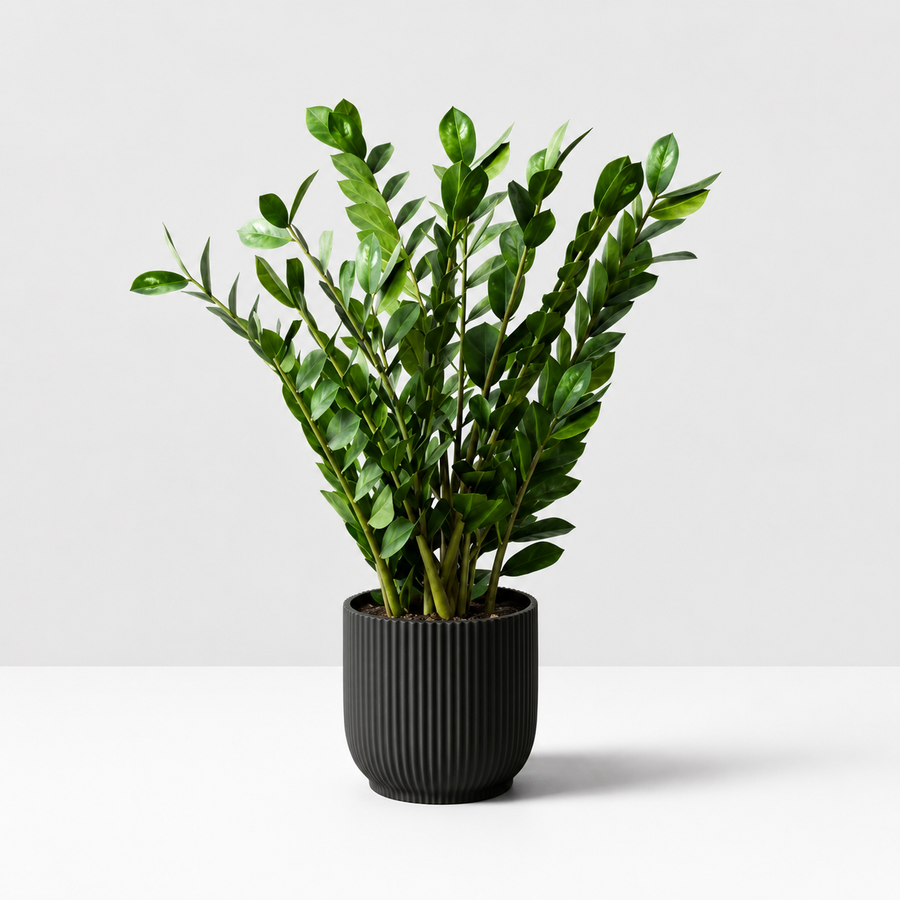 Zamioculcas Zamiifolia 'ZZ' Houseplant  3