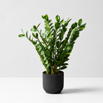 Zamioculcas Zamiifolia 'ZZ' Houseplant  2