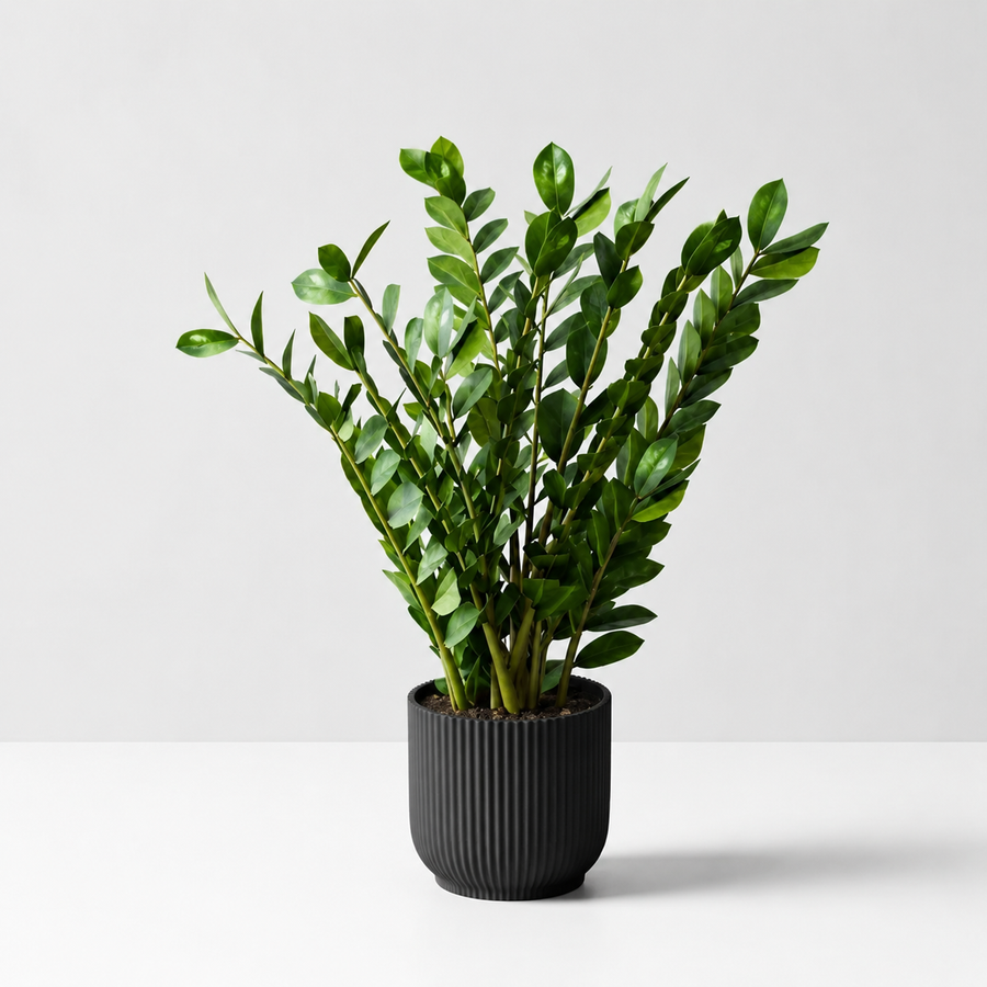 Zamioculcas Zamiifolia 'ZZ' Houseplant  2