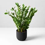 Zamioculcas Zamiifolia 'ZZ' Houseplant  1