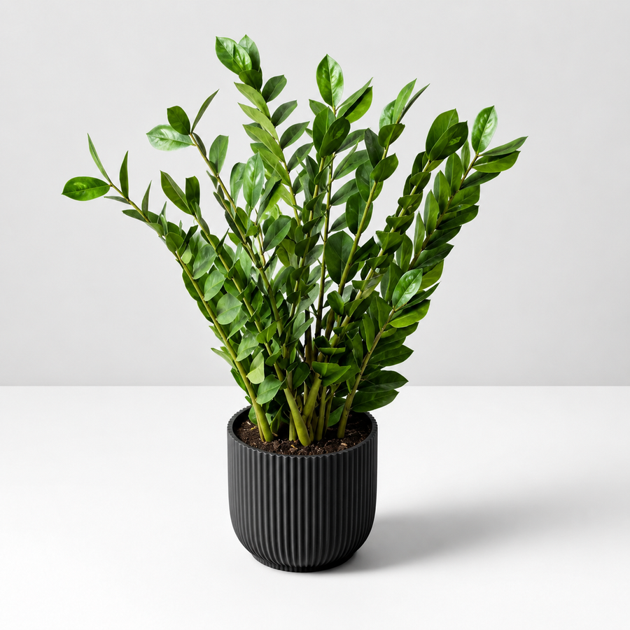 Zamioculcas Zamiifolia 'ZZ' Houseplant  1