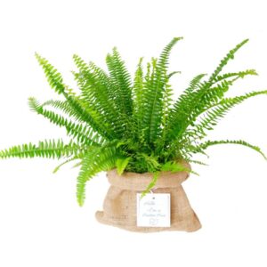 boston fern plant gift wrapped