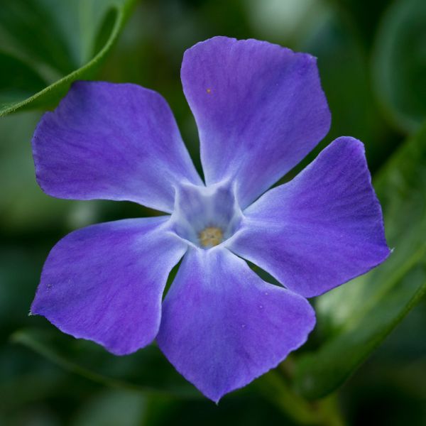 Purple lesser perwinkle plant