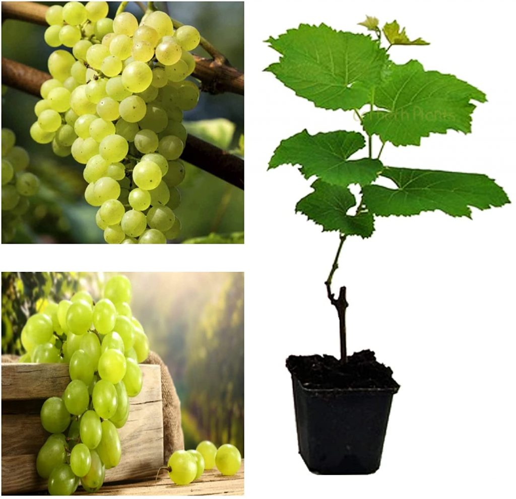 Grape Vitis ‘Bianca’ | Carbeth Plants