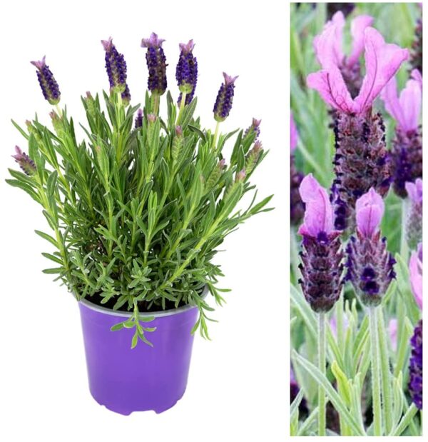 Lavender Anouk Butterfly | Carbeth Plants