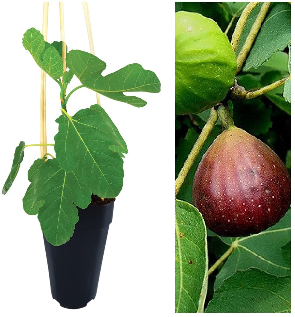 Brown Turkey Fig Tree - Ficus Carica 2L | Carbeth Plants