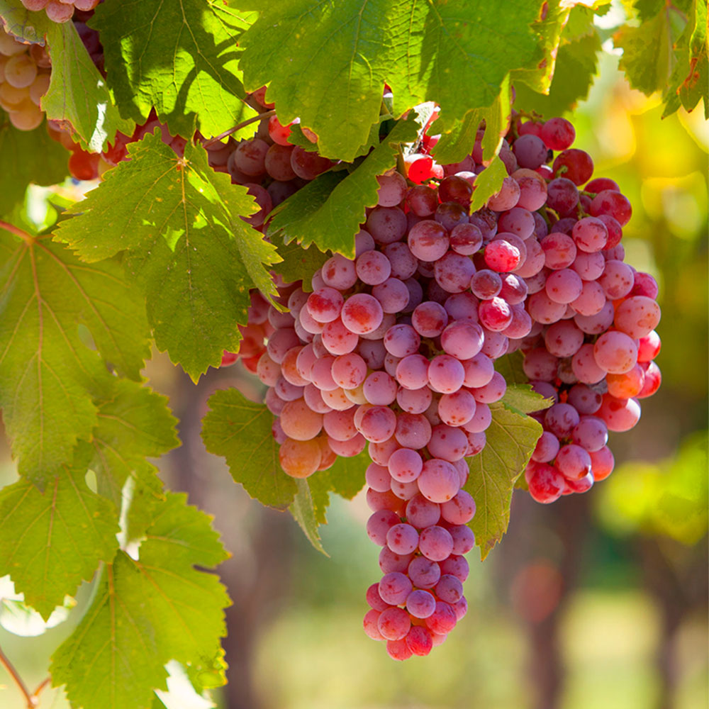 Grape Vine Plant - Suffolk Red | Carbeth Plants