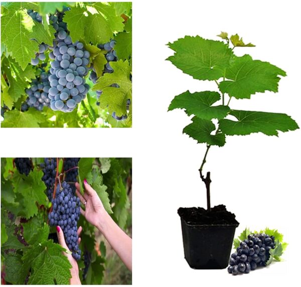 Grape Vine Plant - Vitis Boskoop Glory | Carbeth Plants