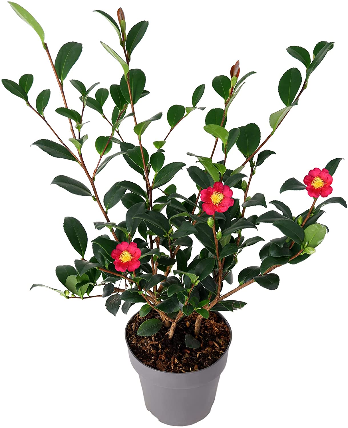 Camellia 'Yuletide' | Carbeth Plants