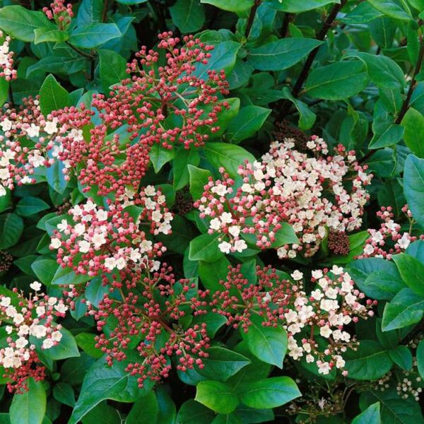 Viburnum Tinus – ‘Purpureum’ | Carbeth Plants