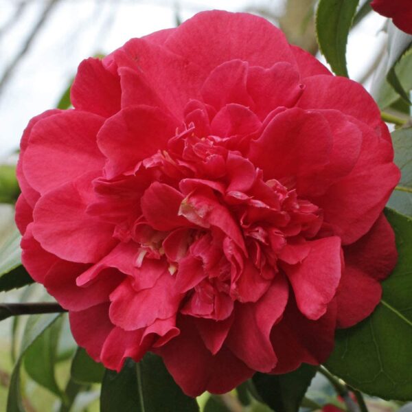 Camellia - 'lady Campbell' 