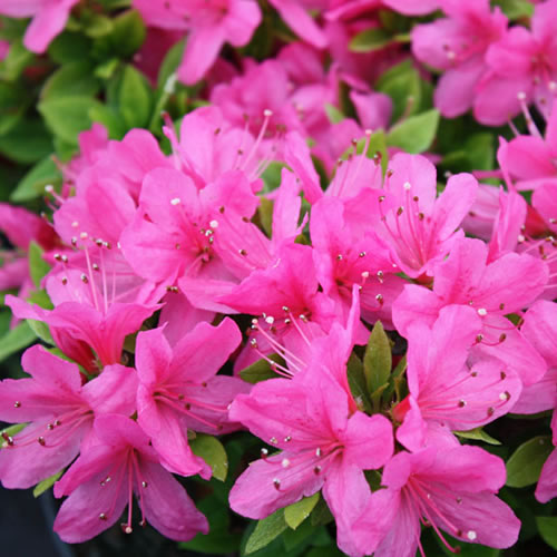 Pink Japanese Azalea | Carbeth Plants